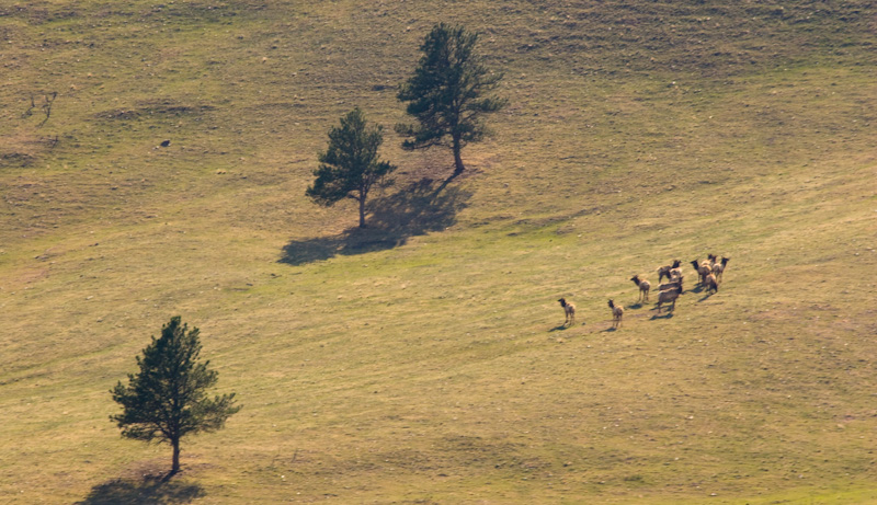 Elk Herd On Prarie